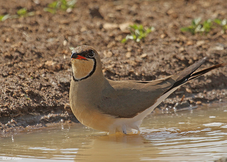   .Collared Pratincole  Glareola pratincola , Golan,Israel . May 2011.Lior Kislev